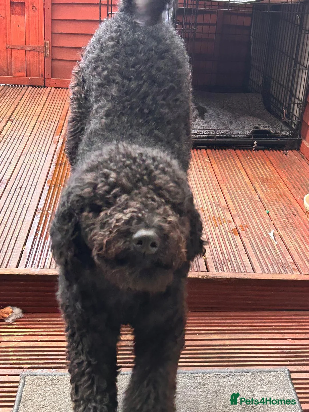 Goldendoodle dogs for sale: Tedy family friend  - Advert 6