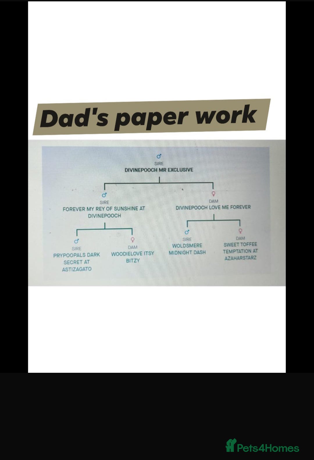 Cockapoo dogs for sale: Adorable Cockapoo’s - Image 20