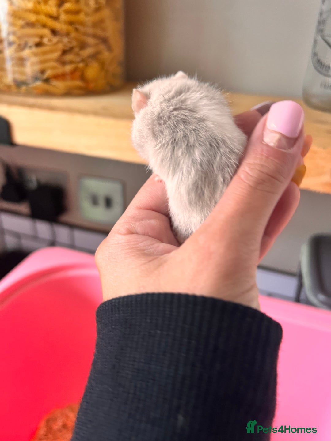 Hamster rodents for sale: Baby Syrian hamsters - Image 16