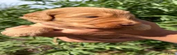 Australian Labradoodle dogs for sale: HEALTH TESTED AUSTRALIAN LABRADOODLE PUPPIES  - Advert 9