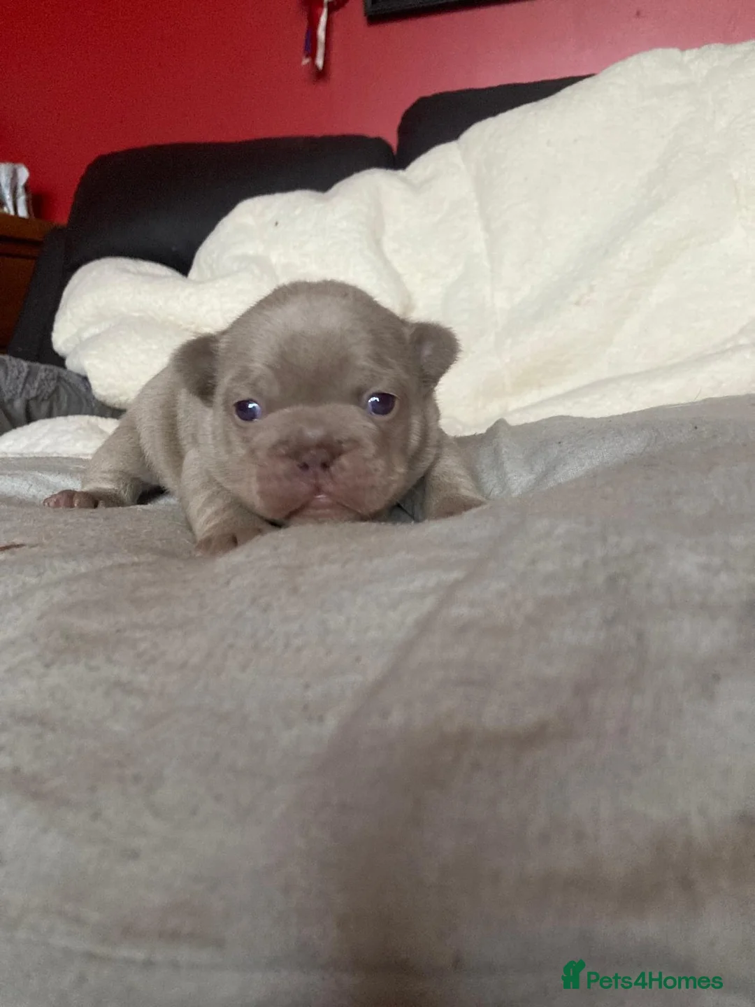 French Bulldog dogs for sale: French bulldog puppies - Advert 12