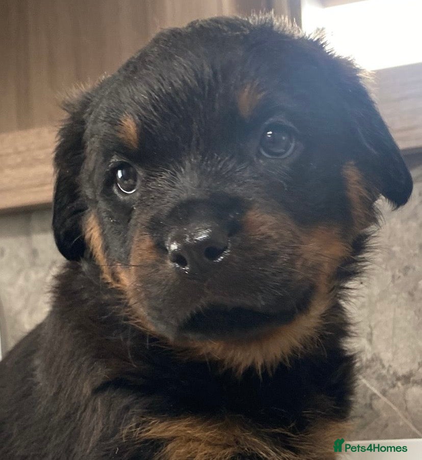 Rottweiler dogs Rottweilers 5 short coats❤️2 long coats  - Advert 9