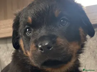 Rottweiler dogs Rottweilers 5 short coats❤️2 long coats - Advert 9