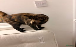 Mixed Breed cats for sale: Two female kittens for sale - Image 10