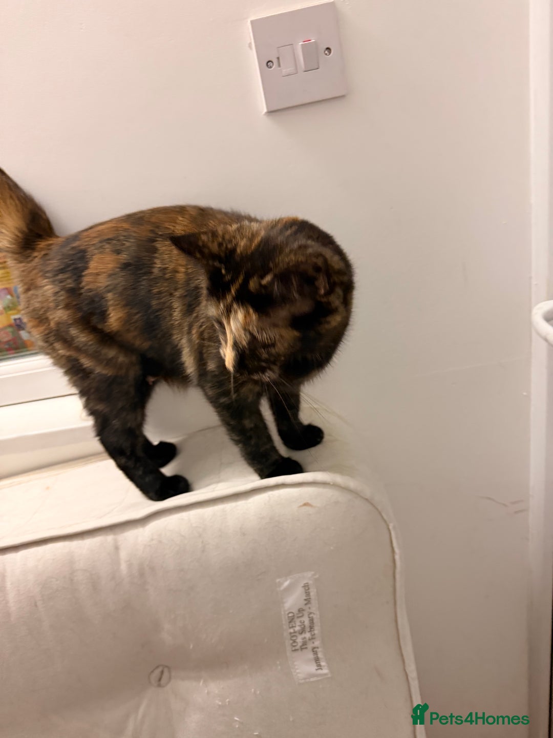 Mixed Breed cats for sale: Two female kittens for sale - Image 10