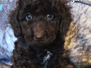 Cockapoo dogs Cockapoo - Advert 7