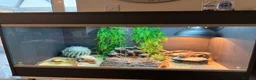 Bearded Dragon reptiles for sale: Bearded Dragon and set up  - Advert 3