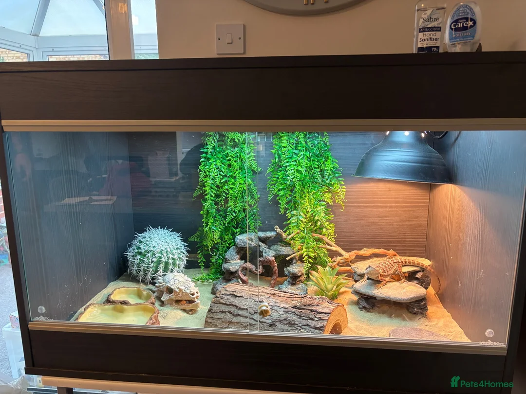 Bearded Dragon reptiles for sale: Bearded Dragon and set up  - Advert 3