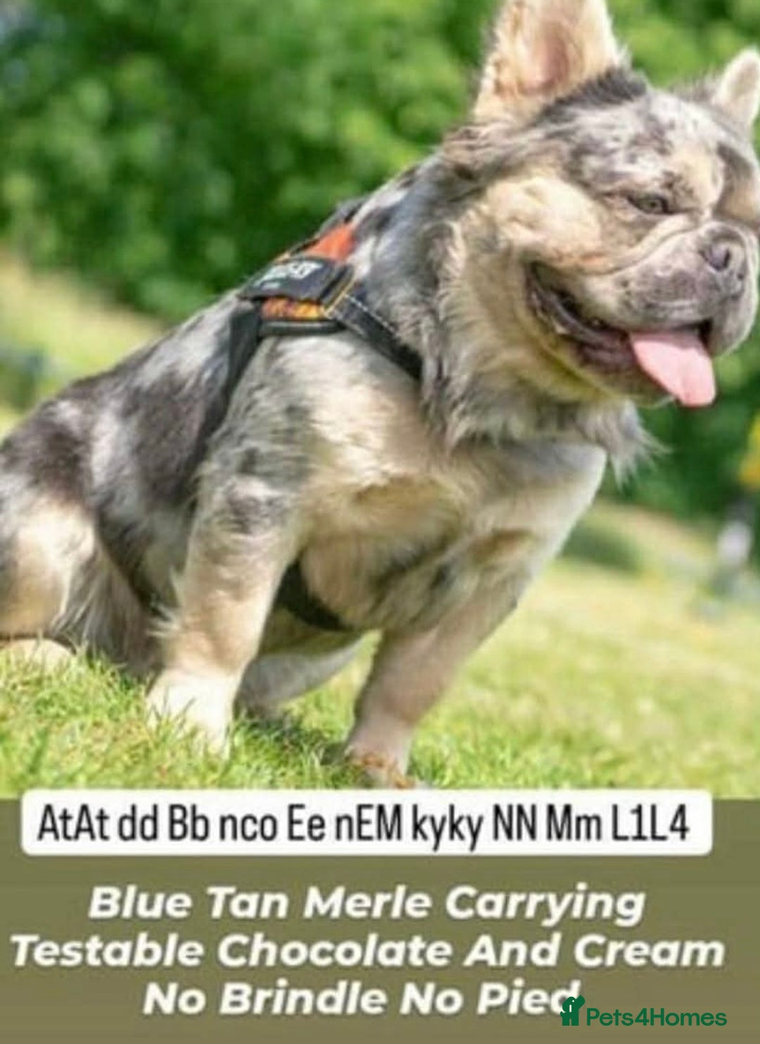 French Bulldog dogs for sale: Male intact Furry Frenchie  - Advert 2