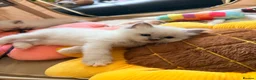 Ragdoll cats for sale: Ragdoll kittens available  - Advert 3