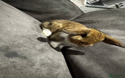 Mini Lop rabbits for sale: Stunning Mini Lop Bucks  - Image 8