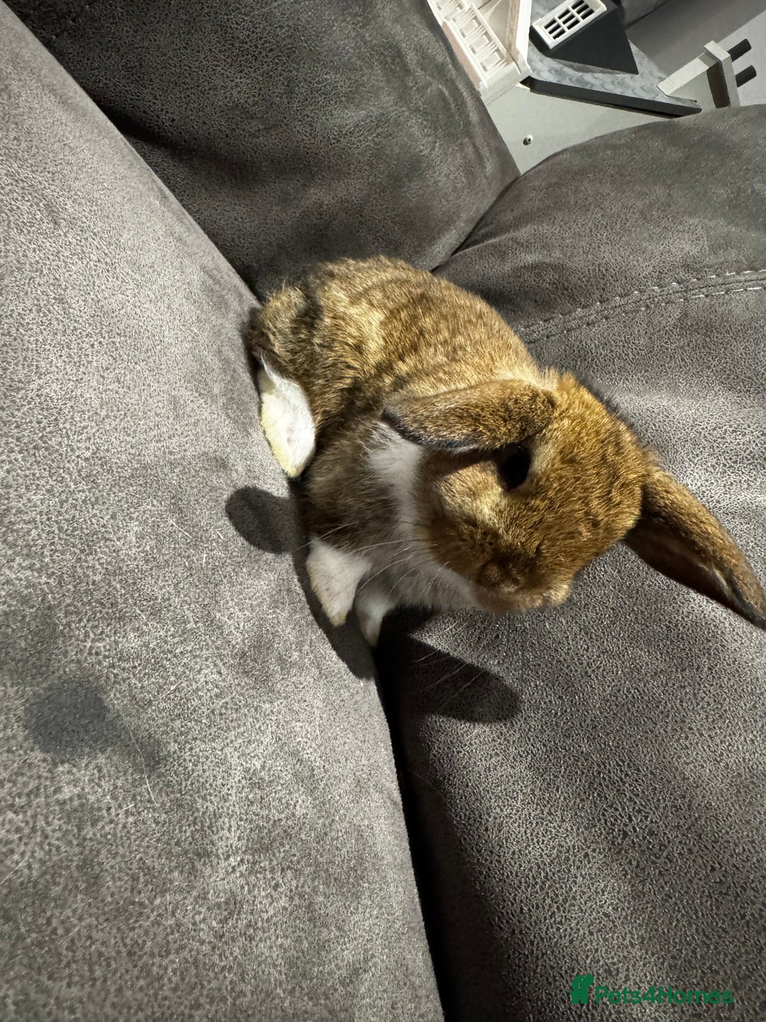 Mini Lop rabbits for sale: Stunning Mini Lop Bucks  - Image 8