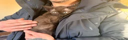 Devon Rex cats for sale: LAST KITTEN READY TO LEAVE - Advert 9