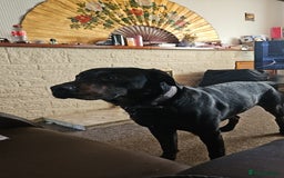 Mixed Breed dogs for sale: German shepherd x Working Labrador puppies  - Advert 5