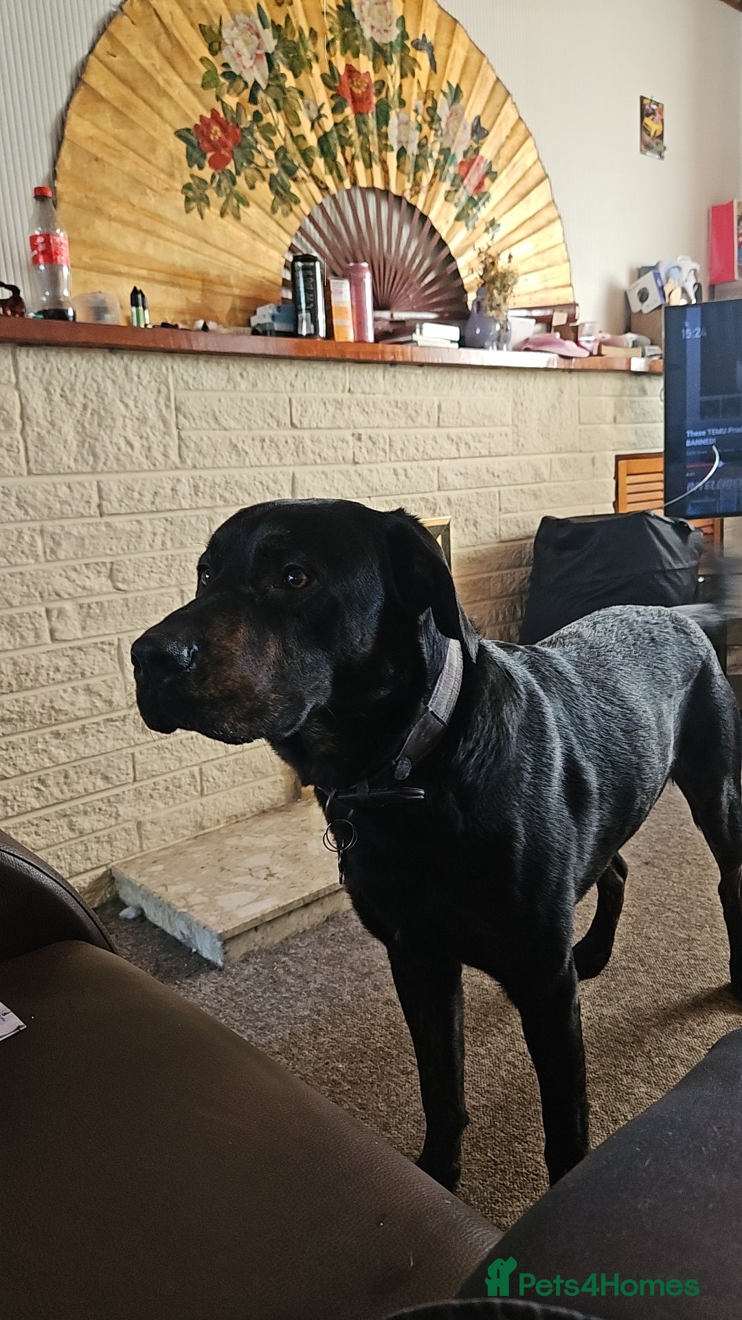 Mixed Breed dogs for sale: German shepherd x Working Labrador puppies  - Advert 5