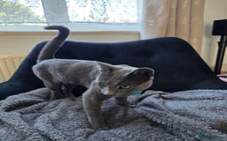 Russian Blue cats for sale: Amazing Russian Blue kitten looking for new home - Image 10
