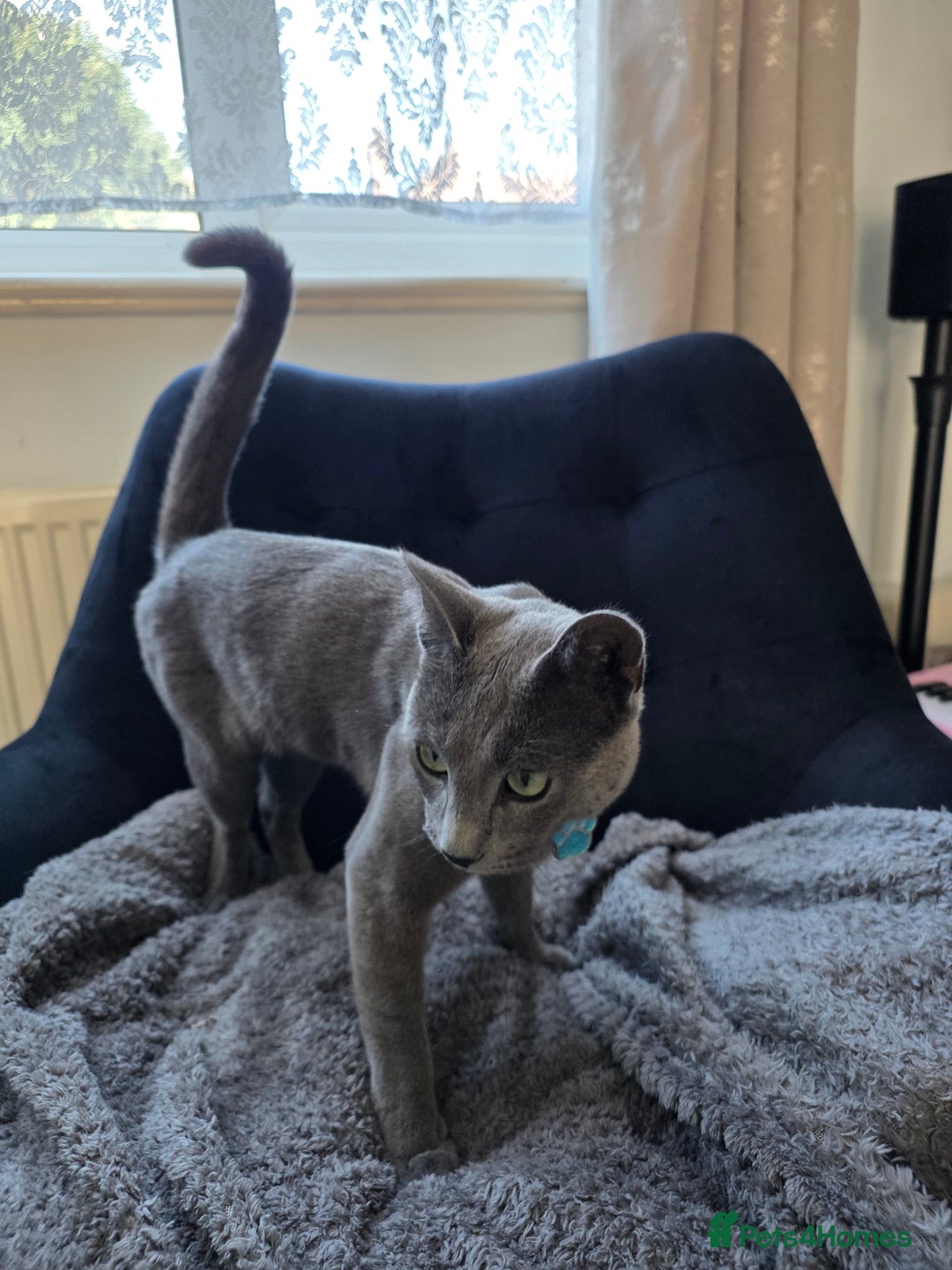 Russian Blue cats for sale: Amazing Russian Blue kitten looking for new home - Image 10