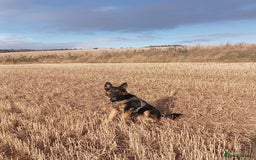 Mixed Breed dogs for adoption: Magnificent Rex GSD cross  - Image 10