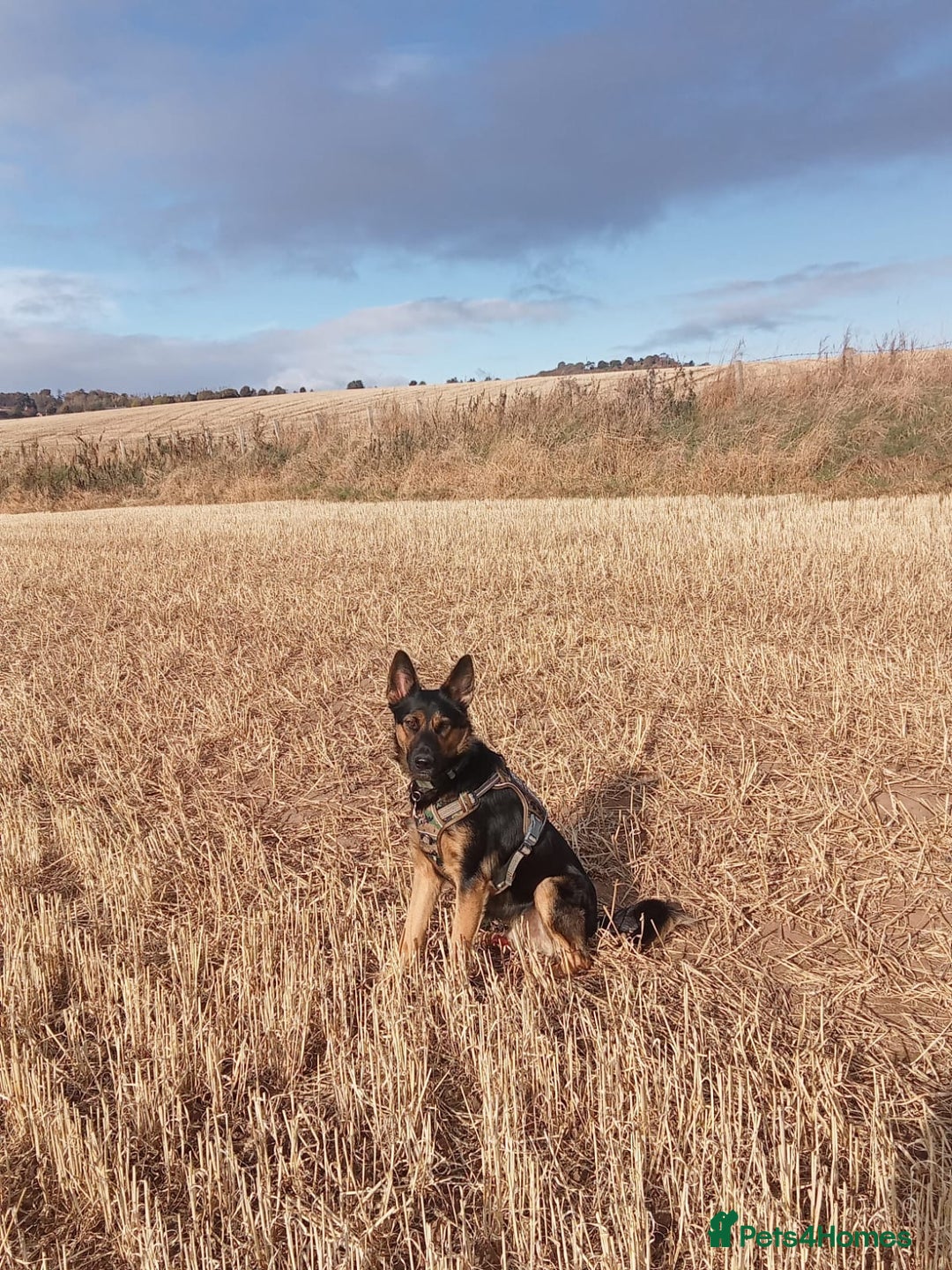 Mixed Breed dogs for adoption: Magnificent Rex GSD cross  - Image 10
