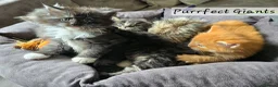 Maine Coon cats for sale: READY AUGUST- Tica Pedigree Maine Coons - Advert 14