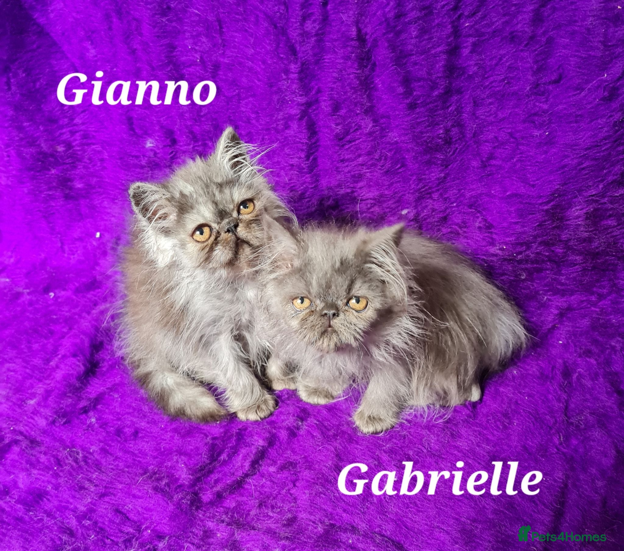 Persian cats Gccf Registered Persian Kittens  - Advert 21
