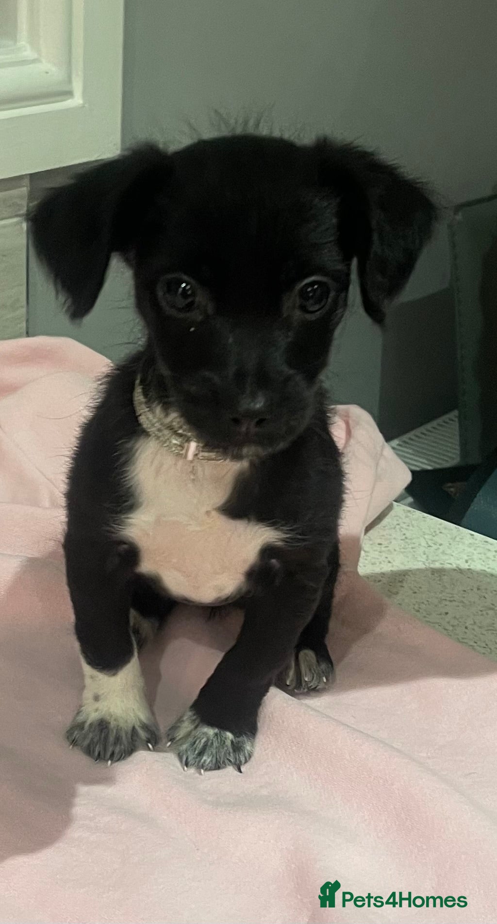 Mixed Breed dogs Beautiful miniature puppy girl  - Advert 1