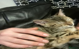 Bengal cats for sale: Cute and fluffy half Bengal kittens  - Image 6