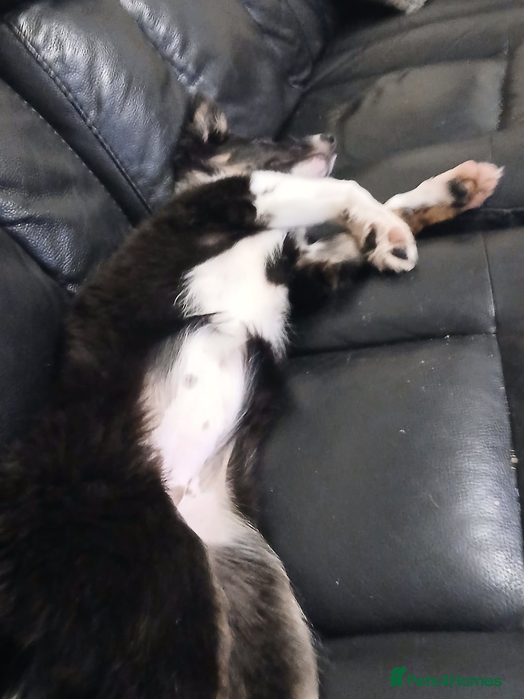 Border Collie dogs for sale: 6 month old border collie  - Image 2