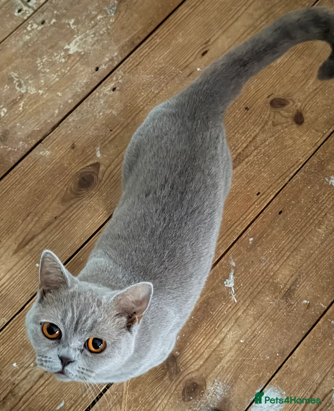 British Shorthair cats for sale: Delightful Lilac BSH girl available.  - Advert 4