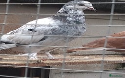 Pigeons birds for sale: Young tipplers/tumblers & racers £3 each - Image 5