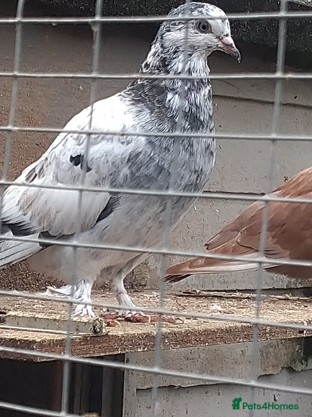 Pigeons birds for sale: Young tipplers/tumblers & racers £3 each - Image 5