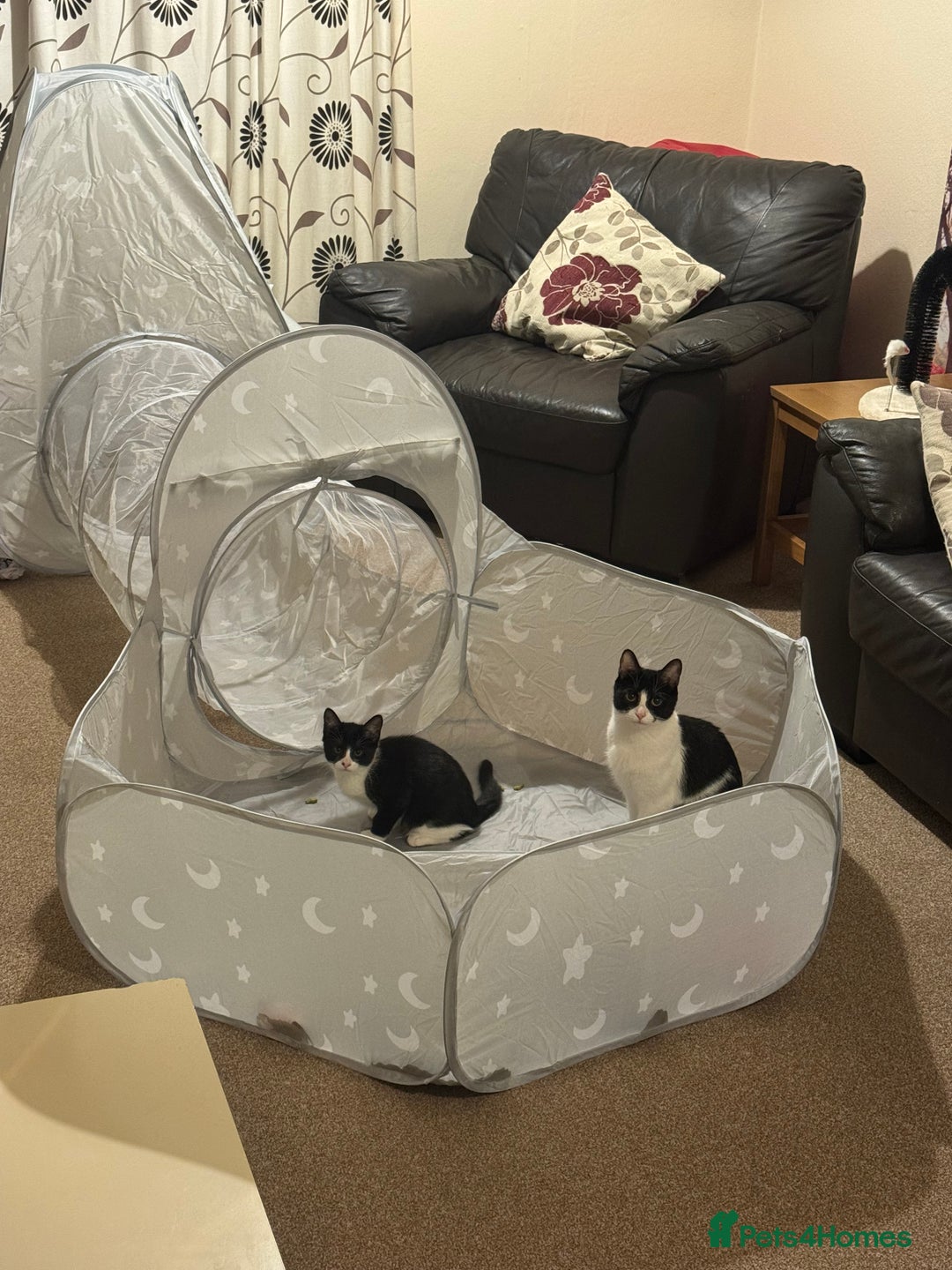 British Shorthair cats for sale: 12 week old female kitten for sale. - Image 5