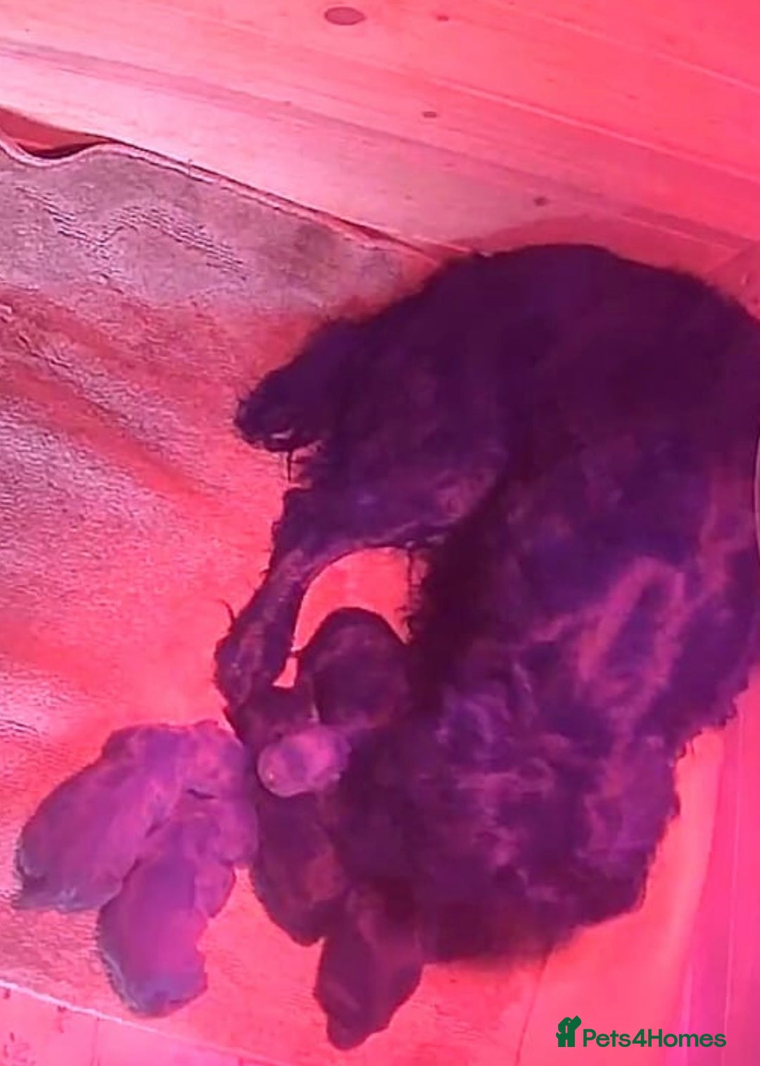 Sprocker dogs for sale: Sprocker spaniel puppies - Advert 2