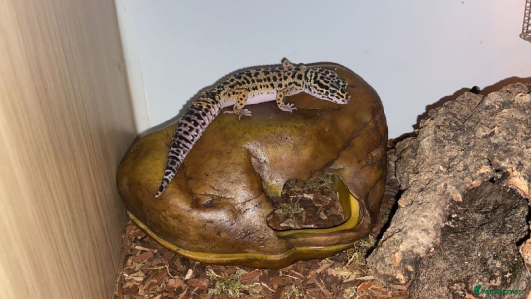 Leopard Gecko reptiles for sale: Female Leopard Gecko - Advert 1