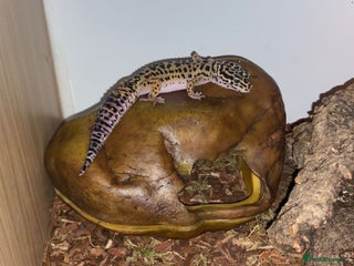 Leopard Gecko reptiles Female Leopard Gecko - Advert 1