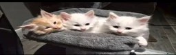 Maine Coon cats for sale: Beautiful main coon kittens for sale in Runcorn - Advert 17