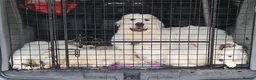 Pyrenean Mountain Dog dogs for sale: 3 bitches and 1 dog available, home reared litter in Weston-super-Mare - Advert 4