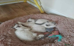 Ragdoll cats for sale: Pure ragdoll kittens ready to leave now ‼️ - Image 2