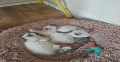 Ragdoll cats - Advert 3