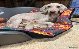 Labradoodle dogs for sale: Miniature Labradoodle Puppies ready 22/11/25 - Image 8