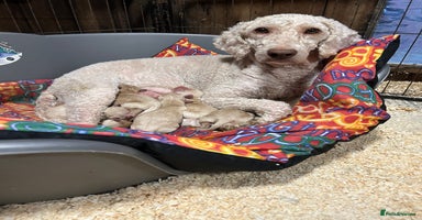 Labradoodle dogs - Advert 5