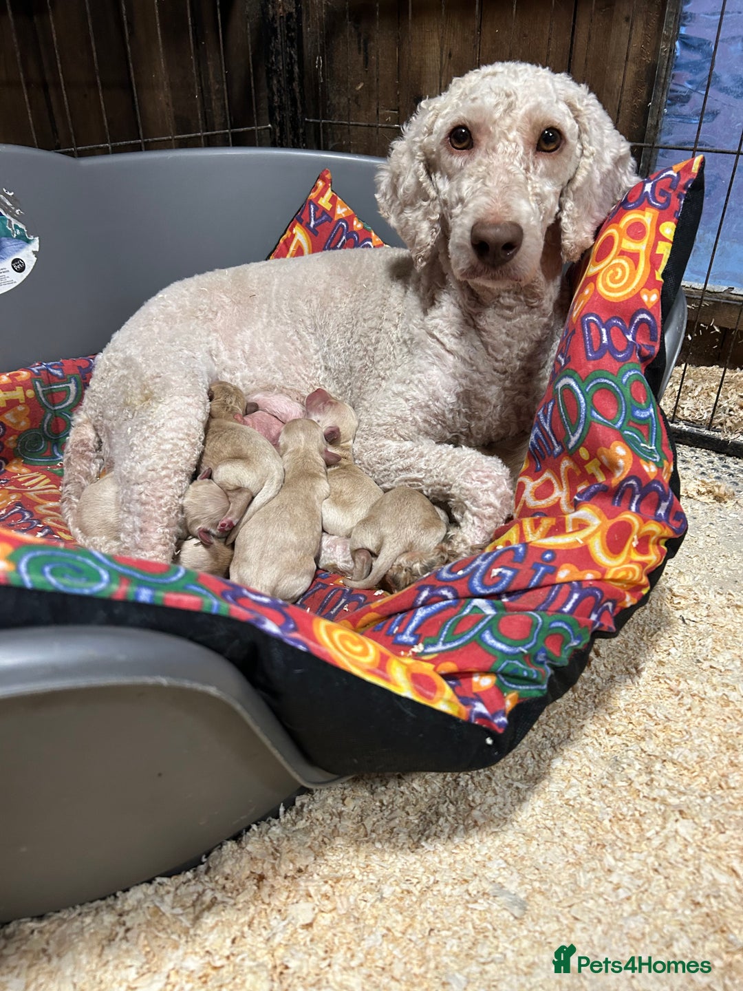 Labradoodle dogs for sale: Miniature Labradoodle Puppies ready 22/11/25 - Image 8