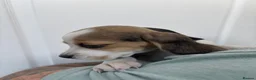 Beagle dogs for sale: KC registered Beagle puppies  - Advert 8