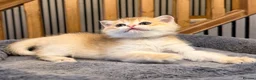 British Shorthair cats for sale: 🐾 Adorable Kittens Looking for a Loving Family 🐾 - Advert 9