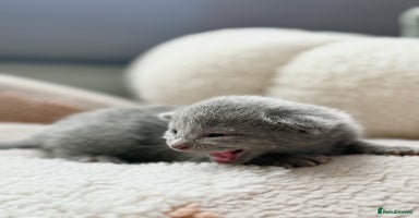 Russian Blue cats - Advert 3