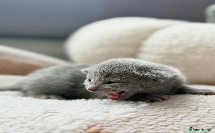 Russian Blue cats - Advert 2