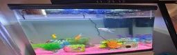 Goldfish fish for sale: Fish tank and fish for sale in Middlesbrough - Advert 1