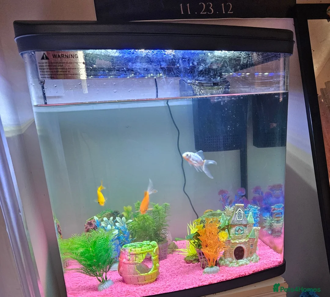 Goldfish fish for sale: Fish tank and fish for sale in Middlesbrough - Advert 1