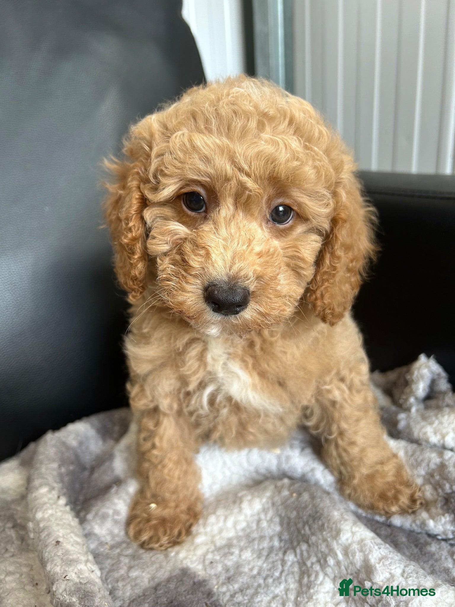 Toy Poodle dogs Two stunning kc reg toy poodle boys  - Advert 2
