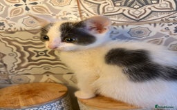 Mixed Breed cats for sale: Kittens  - Image 4